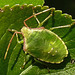 20210729 2306CPw [D~LIP] Apfelbeere (Ariona prunufolia 'Viking'), Grüne Stinkwanze [Nymphe] (Palomena prasina), Bad Salzuflen