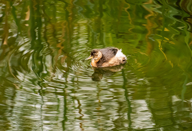 Little grebe