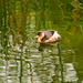 Little grebe