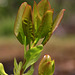 Pacific Madrone Leaves