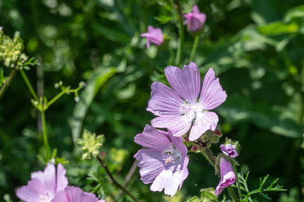 Musk Mallow-DSZ4669