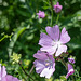 Musk Mallow-DSZ4669