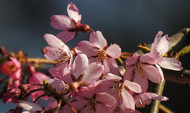 20220322 0419CPw [D~LIP] Japanische Blütenkirsche (Prunus serrulata), Bad Salzuflen