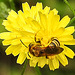 20230628 1485CPw [D~LIP] Kleinköpfiger Pippau (Crepis capillaris), Wildbiene, Bad Salzuflen