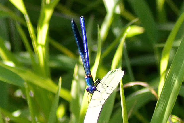 Western Demoiselle m (Calopteryx xanthostoma) (3)