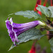 20140928 5527VRAw [D~RI] Stechapfel (Datura agg), Rinteln