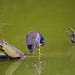 gallinule poule d'eau - parc des oiseaux Villars les Dombes