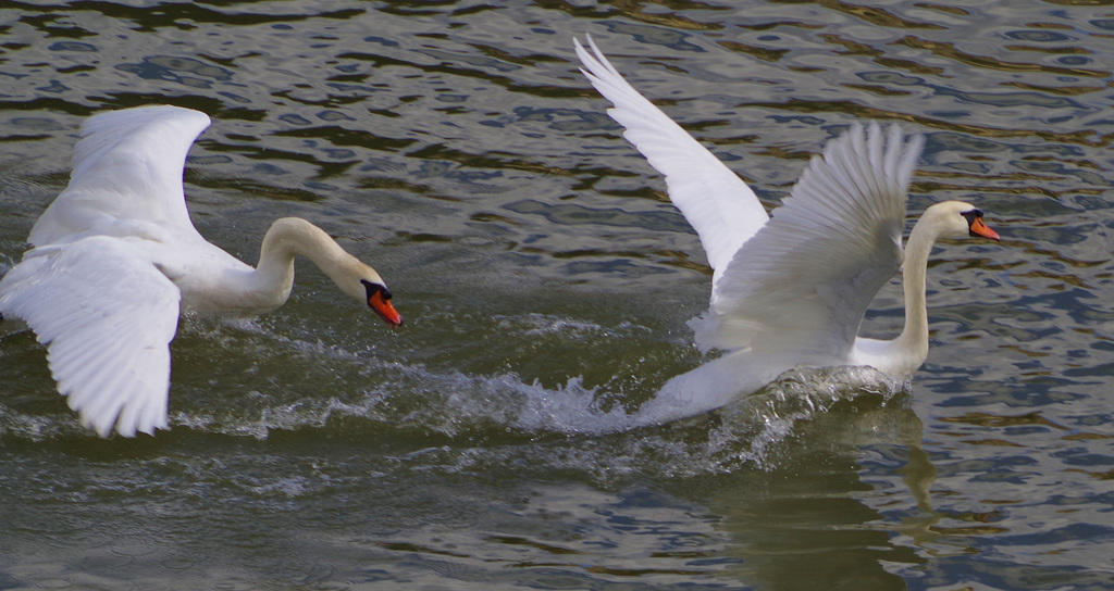 course poursuite sur la Saône