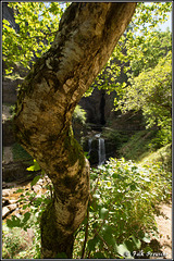Um den Wasserfall gewachsener Baum