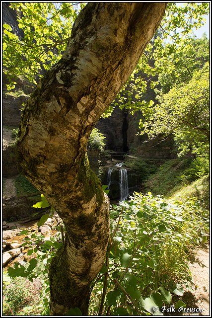 Um den Wasserfall gewachsener Baum