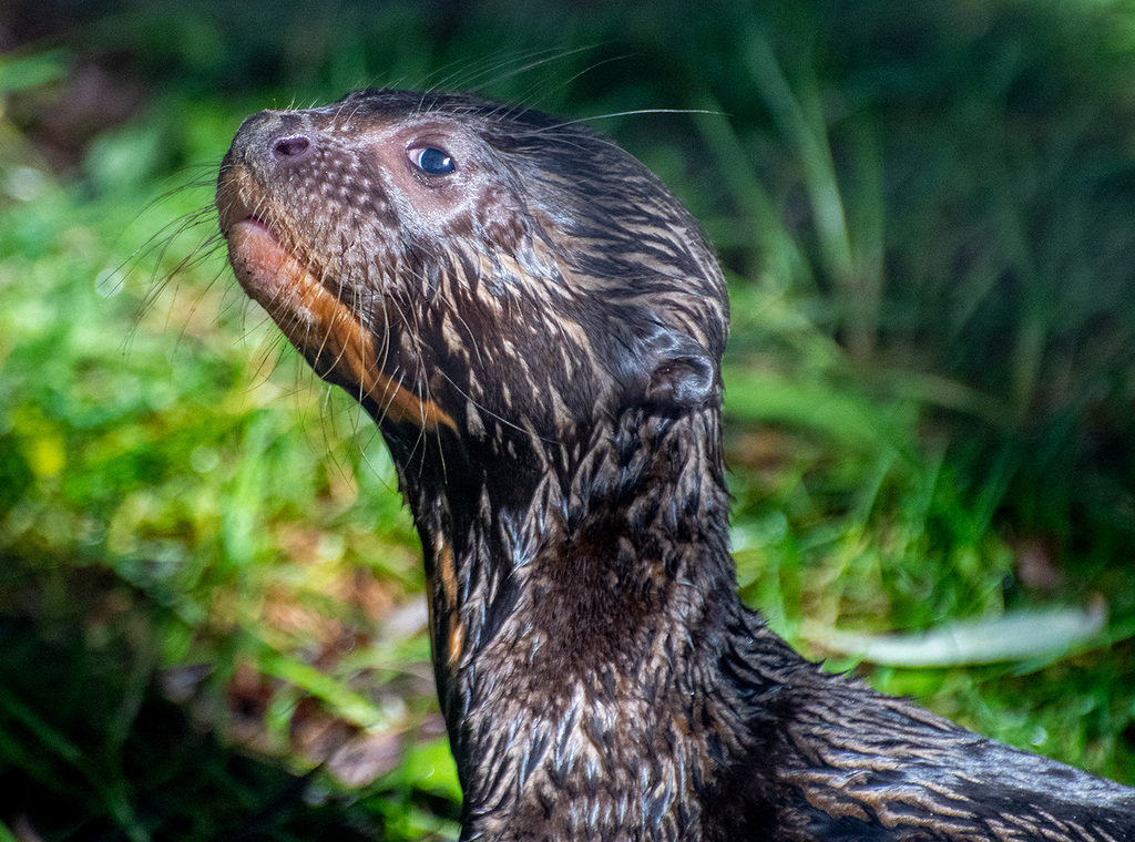 Otter cub