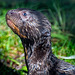 Otter cub