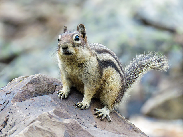 Hey, lady, got any food?