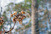 Oak Leaf Hydrangea