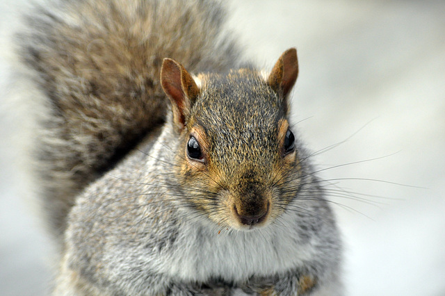 squirrel waiting for peanutDSC 8003