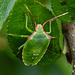 20210729 2312CPw [D~LIP] Apfelbeere (Ariona prunufolia 'Viking'), Grüne Stinkwanze [Nymphe] (Palomena prasina), Bad Salzuflen