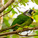 Fire tufted barbet