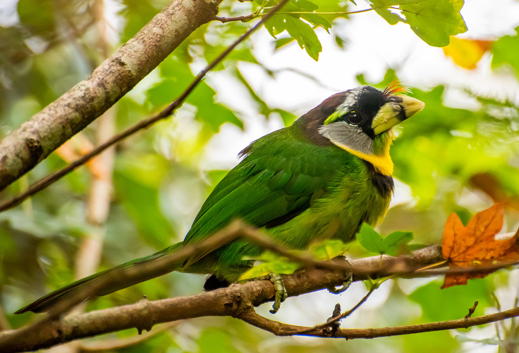 Fire tufted barbet