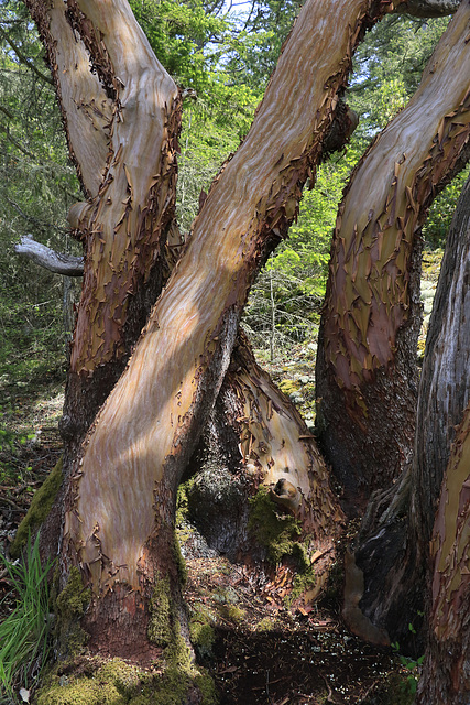 Pacific Madrones