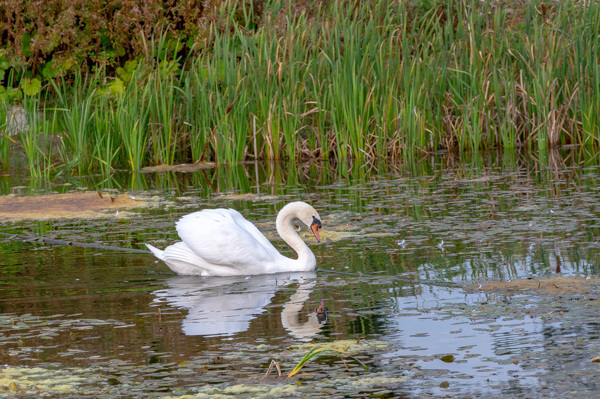 Mute Swan-DSZ7367