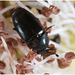 IMG 3778 Beetle