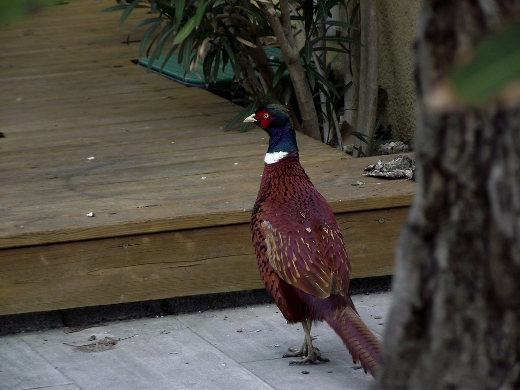 Faisan pompier ? Photo 3 (lire observations photo 1)