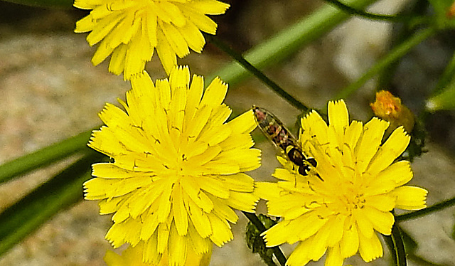 20230628 1487CPw [D~LIP] Kleinköpfiger Pippau (Crepis capillaris), Langbauchschwebfliege (Sphaerophoria scripta), Bad Salzuflen