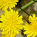 20230628 1487CPw [D~LIP] Kleinköpfiger Pippau (Crepis capillaris), Langbauchschwebfliege (Sphaerophoria scripta), Bad Salzuflen