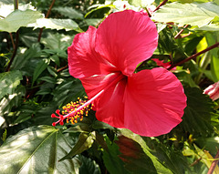 Red Hibiscus, Liverpool Palm House.