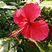 Red Hibiscus, Liverpool Palm House.