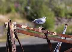 Common Gull