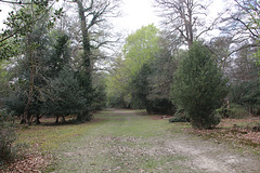 A walk from Minstead to Brook and back, New Forest