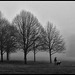 DOG WALKING