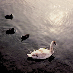 Water Birds Zuerich (H.A.N.W.E.)