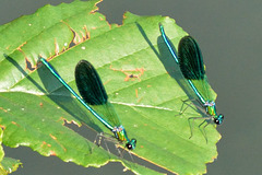 Western Demoiselle m (Calopteryx xanthostoma) (2)