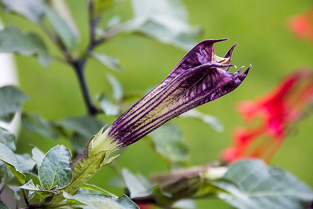 20140928 5529VRAw [D~RI] Stechapfel (Datura agg), Rinteln