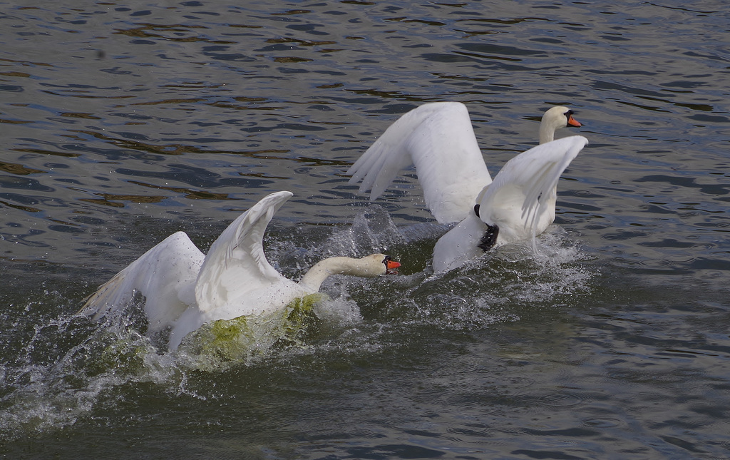 course poursuite sur la Saône