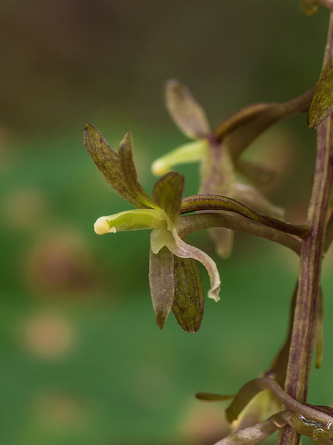 Tipularia discolor (Crane-fly orchid)