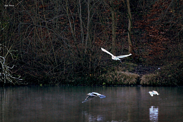 Du Héron dans l'air !