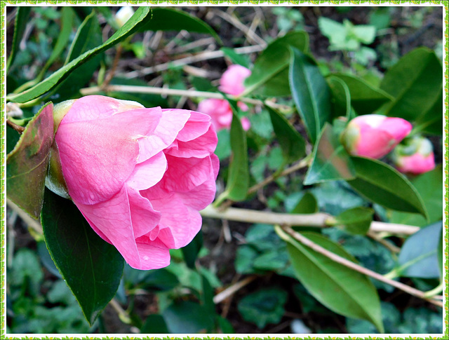 Le Camélia au jardin avec PIP