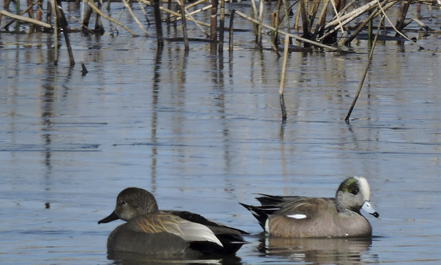 Gadwall and American Wigeon