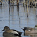 Gadwall and American Wigeon