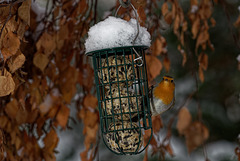 18.12.16 Rotkehlchen