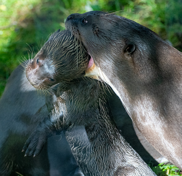 Mothering, otter style