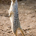 Meerkat in a typical pose..