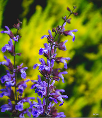 June courtyard colours June courtyard colours