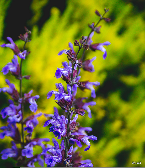 June courtyard colours