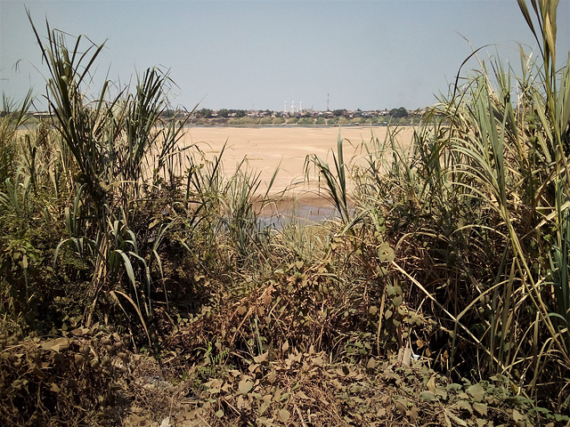 Broussaille cambodgienne / Bushy cambodian landscape