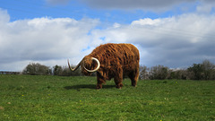 Highland Cattle