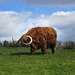 Highland Cattle